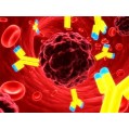 Mesothelin Antibody, Biotinylated